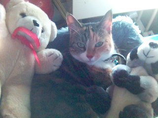 Simoon met knuffels